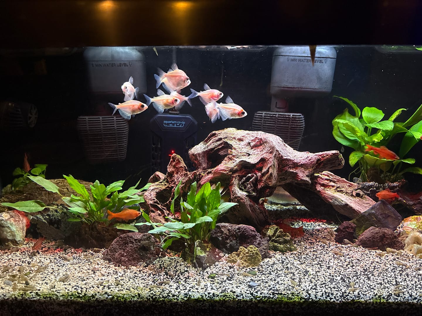 Customer photo review of Cryptocoryne Wendtii 'Green'