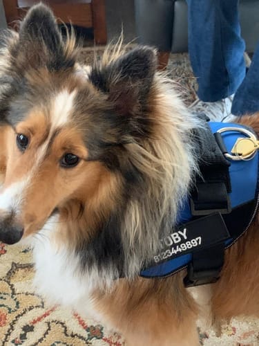 Customer photo review of Black Friday Walking Set