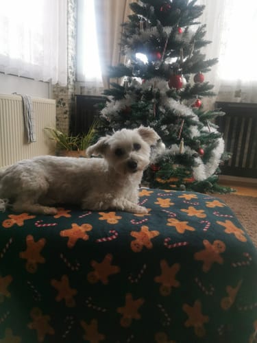 Customer photo review of Frischfutter für Energiebedarf von 326 kCal/Tag