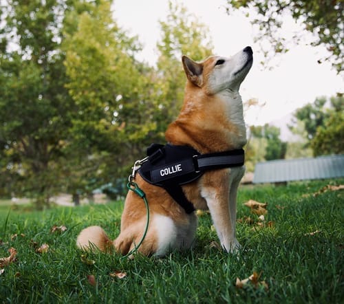 Customer photo review of Black Friday Walking Set
