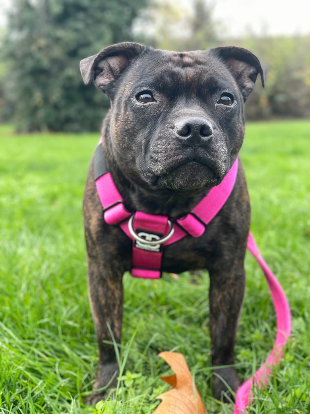 Customer photo review of Training Anti Pull TRI-Harness® | M-XL Breeds - Magenta