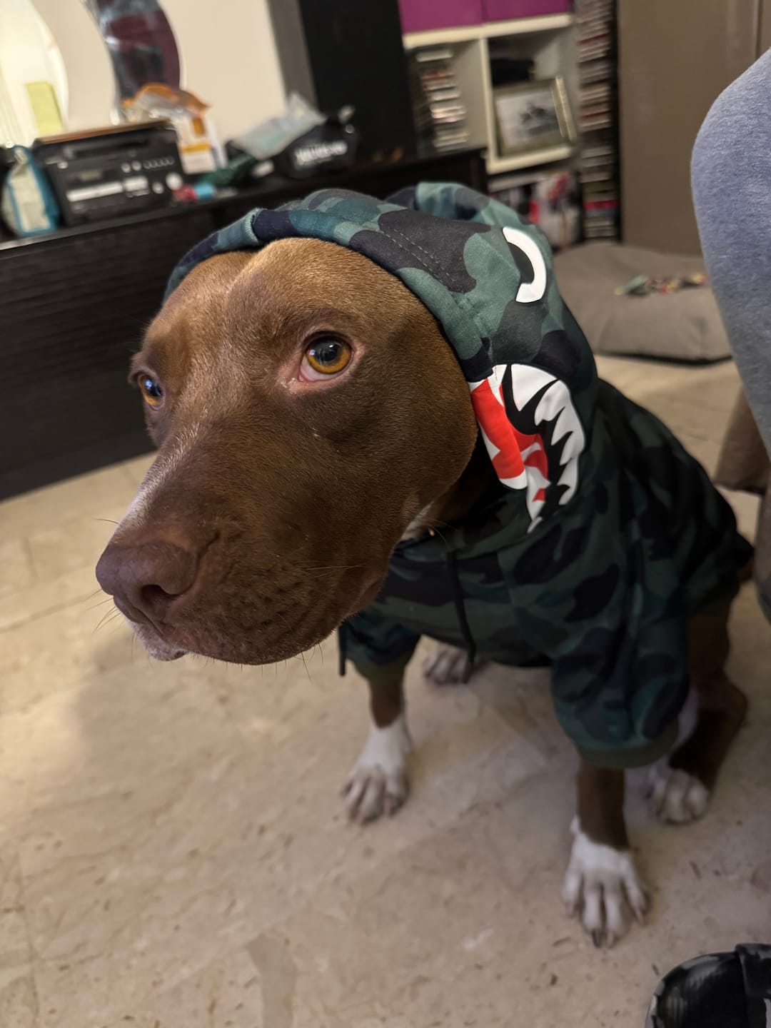 Customer photo review of Shark Monster Dog Hoodie - Green Camo