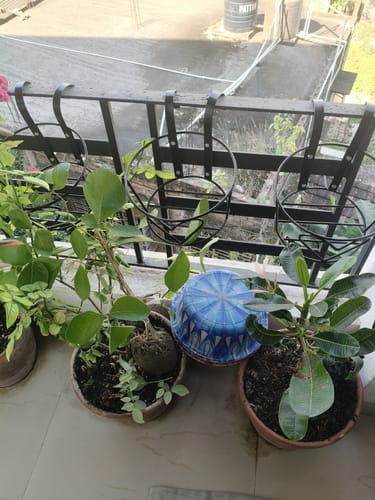 Customer photo review of Metal Railing Pot Stand & Decorative Pots Holder