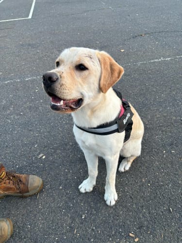 Customer photo review of Black Friday Walking Set