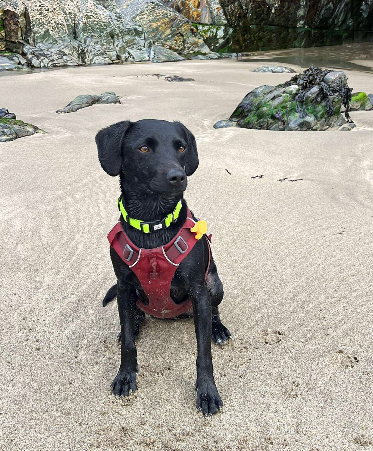 Customer photo review of Neon Collar & Multi-function Training Lead Set | Hi Viz