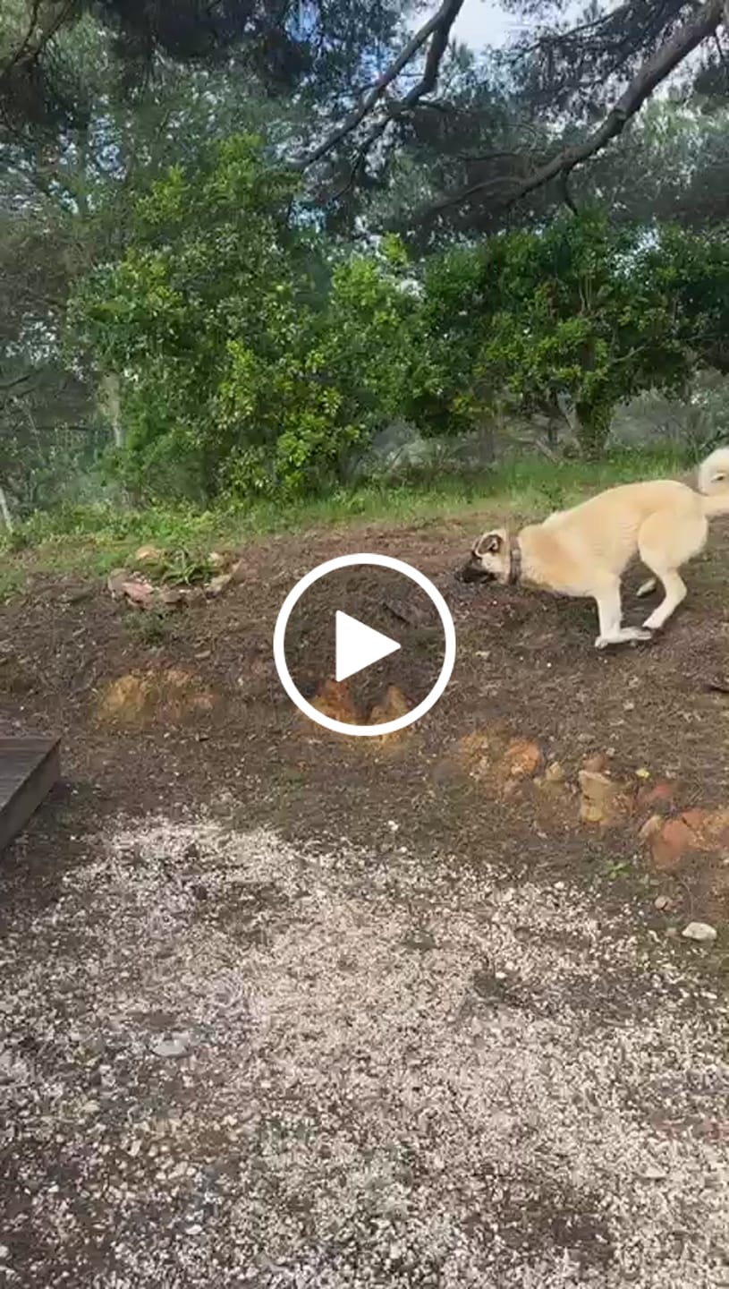Customer video review of Darmflora Test Basic Hund