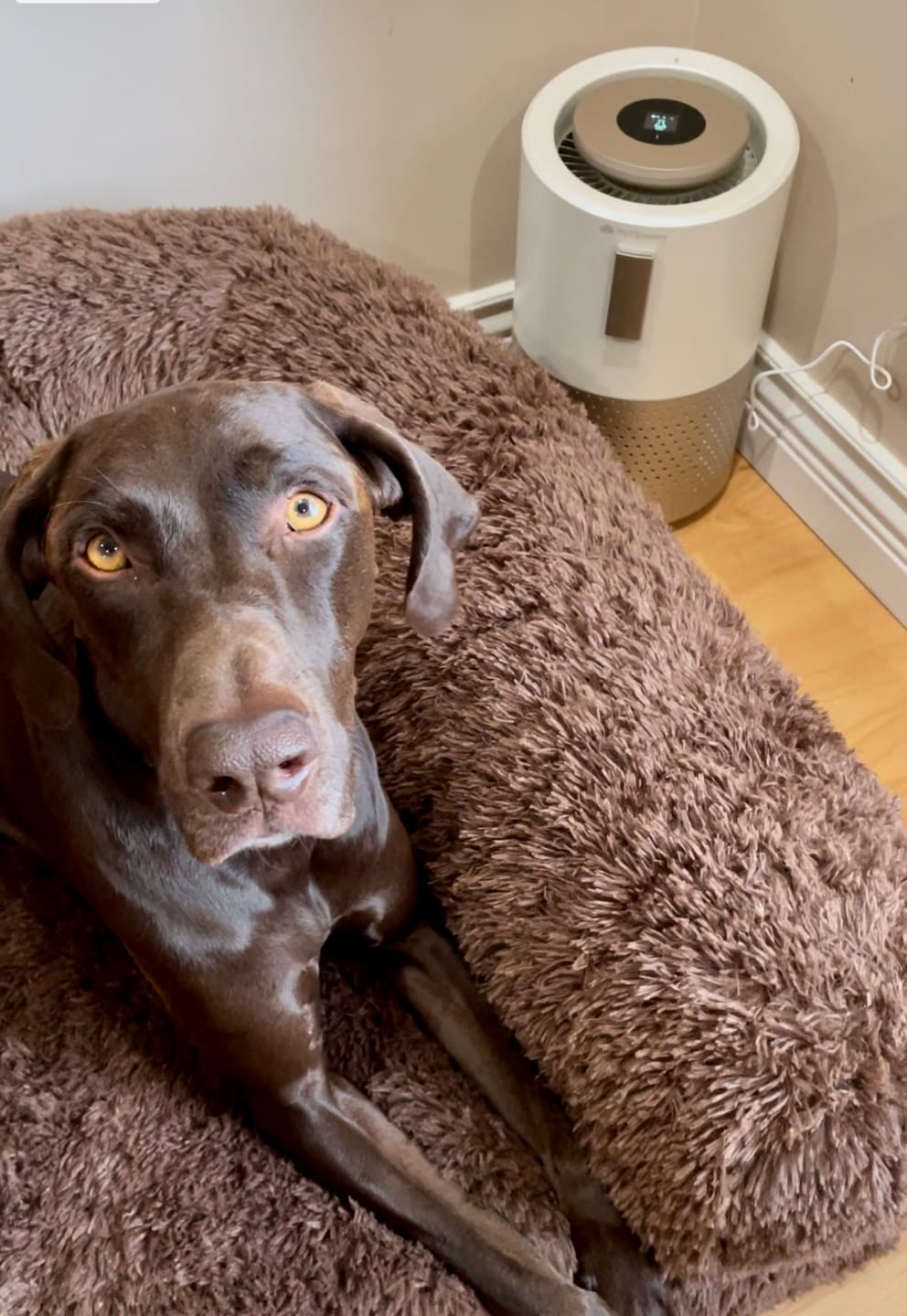 Customer photo review of Pet Air Purifier