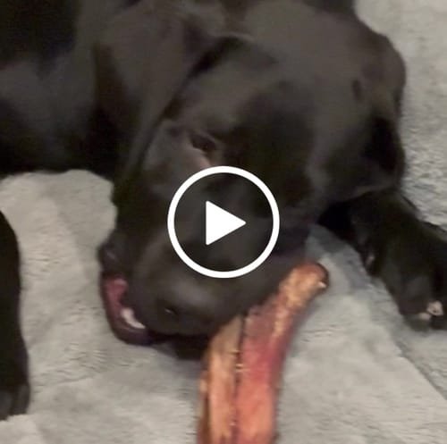 Customer video review of Medium Ostrich Cane (10" x 3"): The Long-Lasting, Flavor-Packed Chew for Medium & Large Dogs