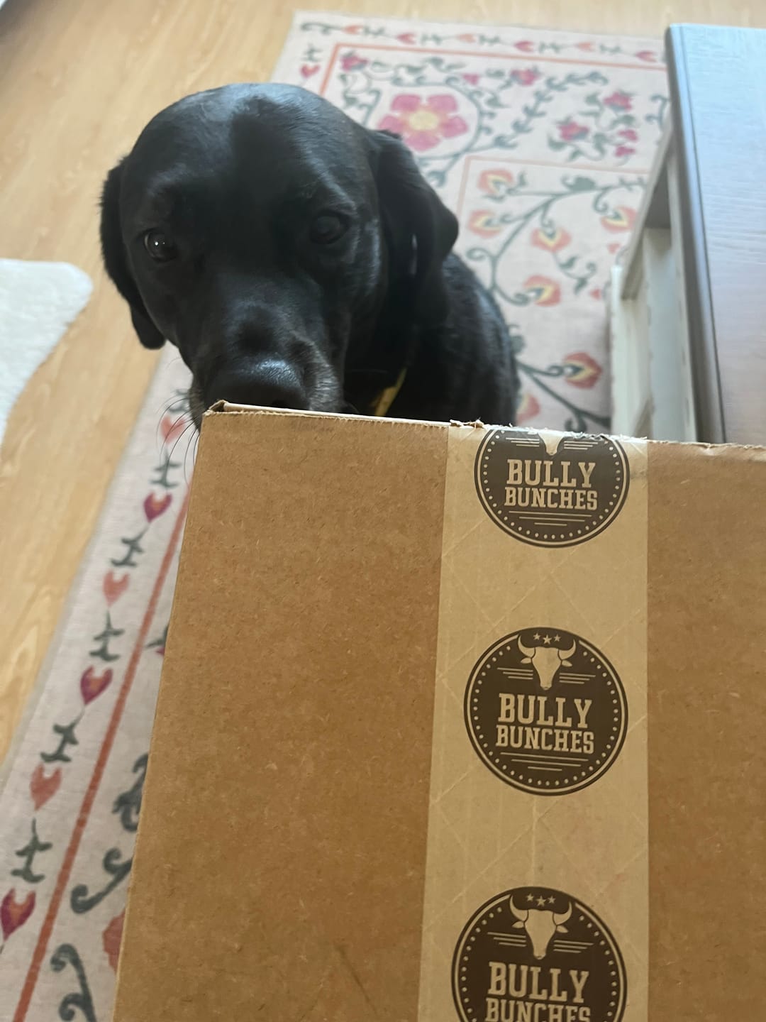 Customer photo review of 12 Inch Beef Trachea