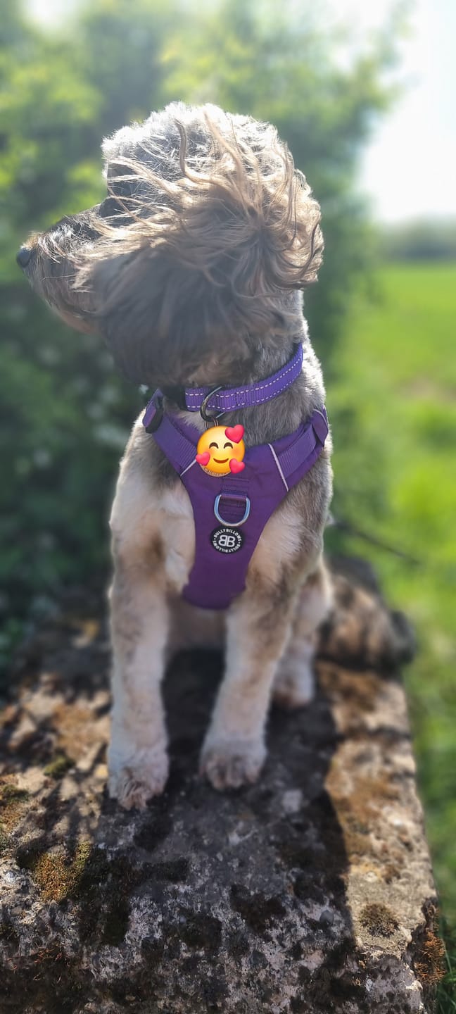 Customer photo review of Air Harness | Anti-Pull & With Handle - Purple