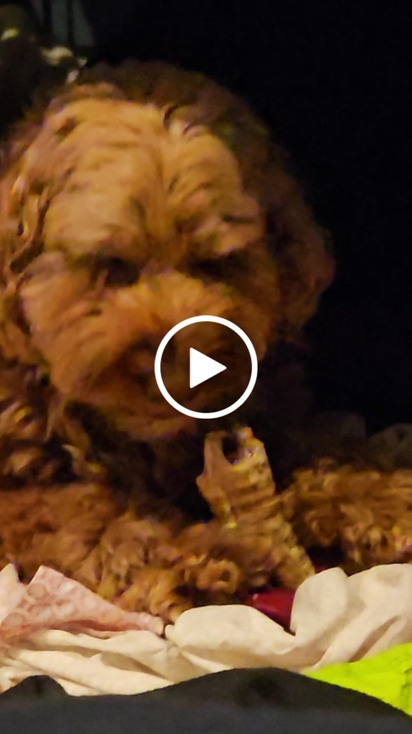 Customer video review of 6 Inch Beef Trachea