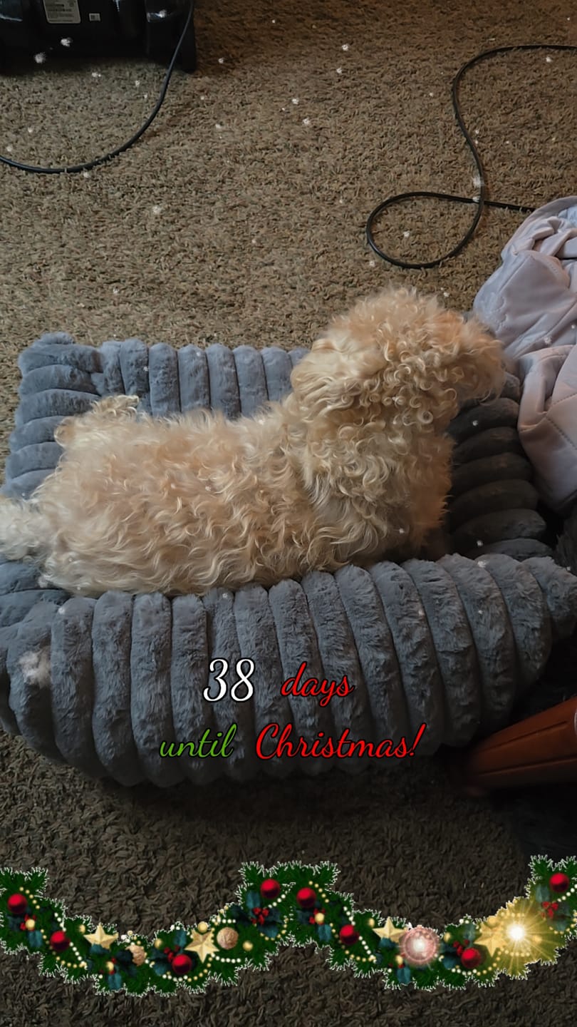 Customer photo review of Dog Allergy & Immune Support Remedy