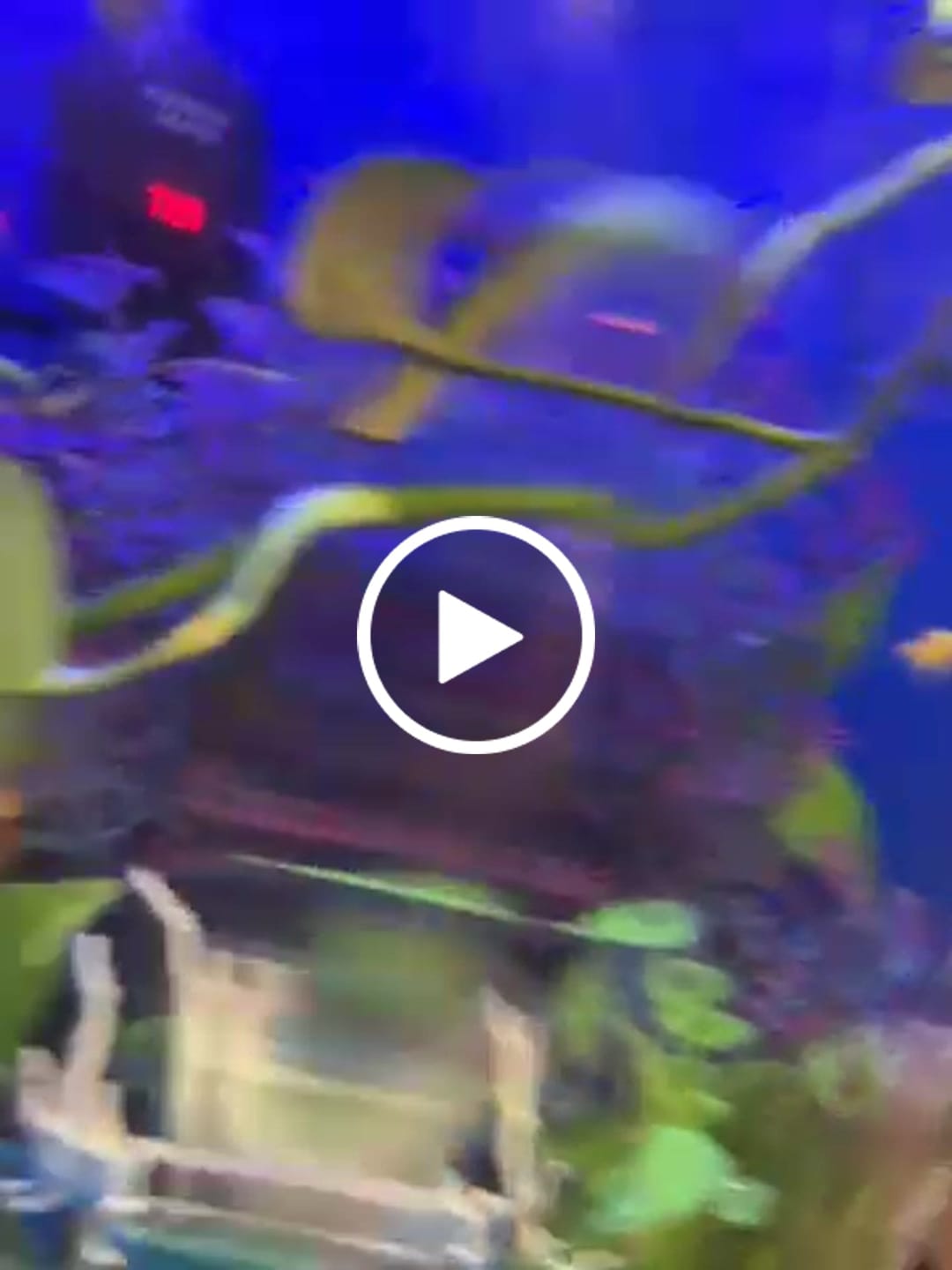 Customer video review of Platinum Balloon Molly Fish | Lyretail Tail, Black Eyes