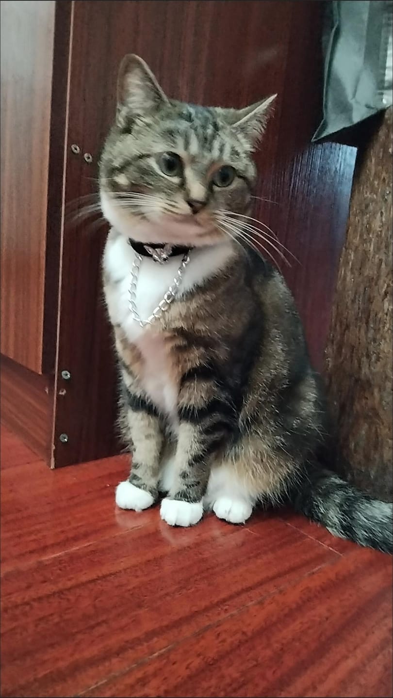 Customer photo review of 🎁 FREE - Gothic Cat Motif Spiked Choker