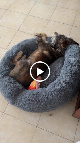 Customer video review of Cama Antiestrés para Perros