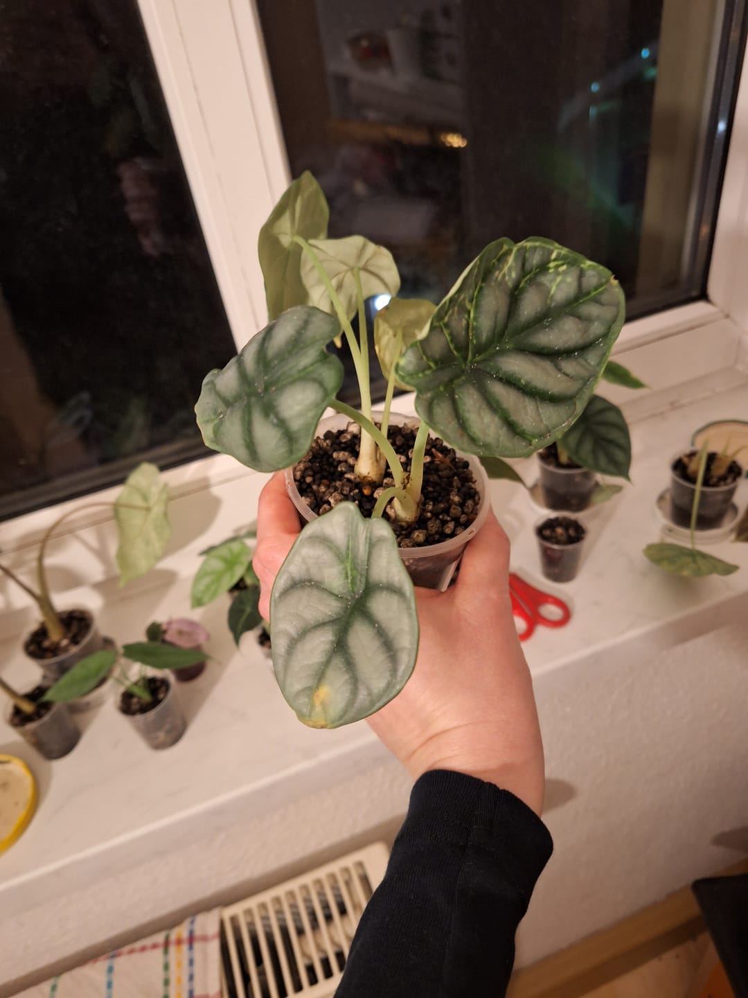 Customer photo review of ALOCASIA SILVER DRAGON