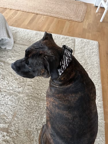 Customer photo review of SALE Extreme Buckle Zebra Edition, 5cm/L, With Handle, Minky Zebra