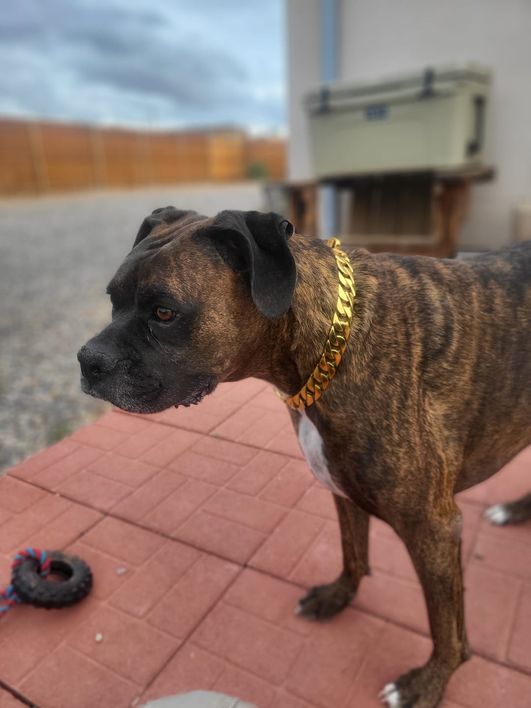 Customer photo review of THE CUBAN 1 Inch Dog Collar - Gold Cuban Link Premium Collection