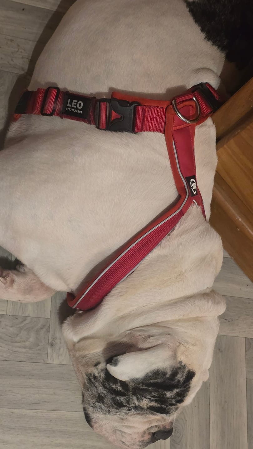 Customer photo review of Dog ID Attachment Tag (8 Colour Choices)