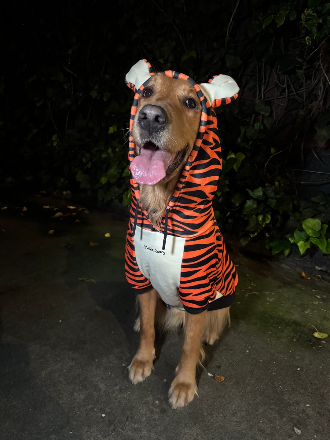 Customer photo review of Halloween Dog Hoodie - Tiger