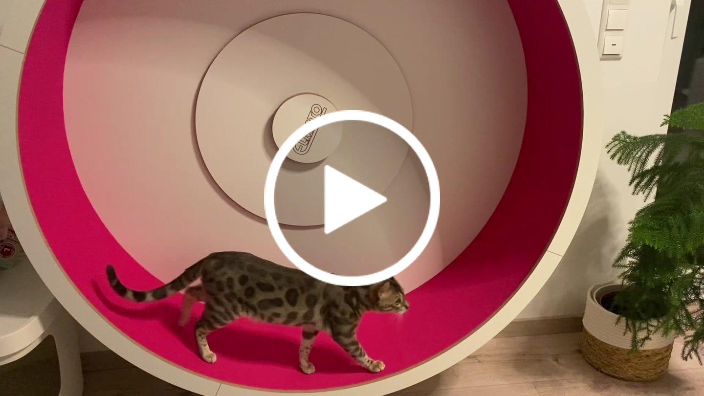 Customer video review of Elmato Katzenlaufrad - knalligen Farben - Abverkauf