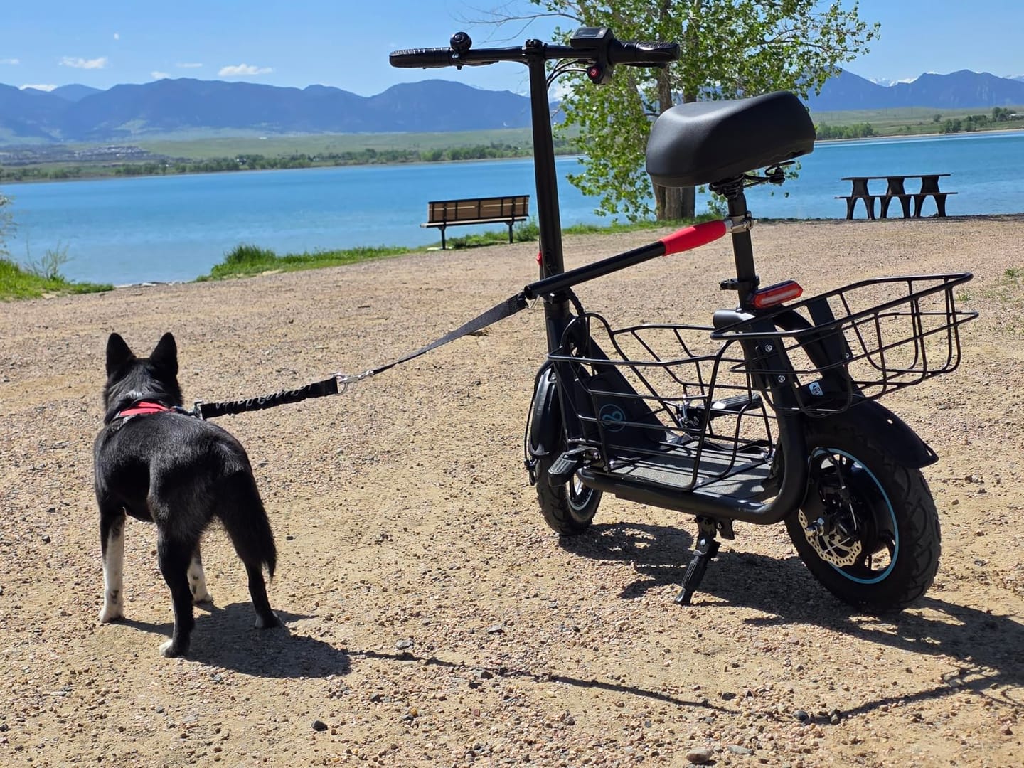 Customer photo review of Gyroor C1S Electric Scooter with seat, Removable Dual Baskets - 550W Motor(Peak 800W) and Top Speed 18.6MPH