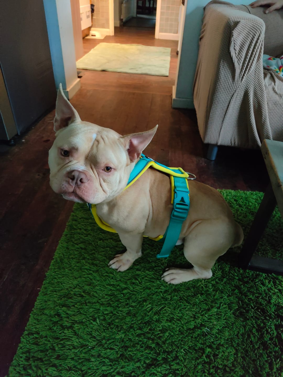 Customer photo review of Slip on Harness | Foam Padded - Turquoise x Yellow