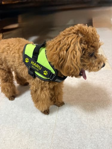 Customer photo review of FunFunPet 高機能ハーネス（お名前タグ作成サービス付き）