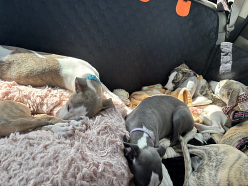 Customer photo review of RuffRover 2.0™ - Hard Bottom Dog Car Seat Protector + (FREE Dog Bed)