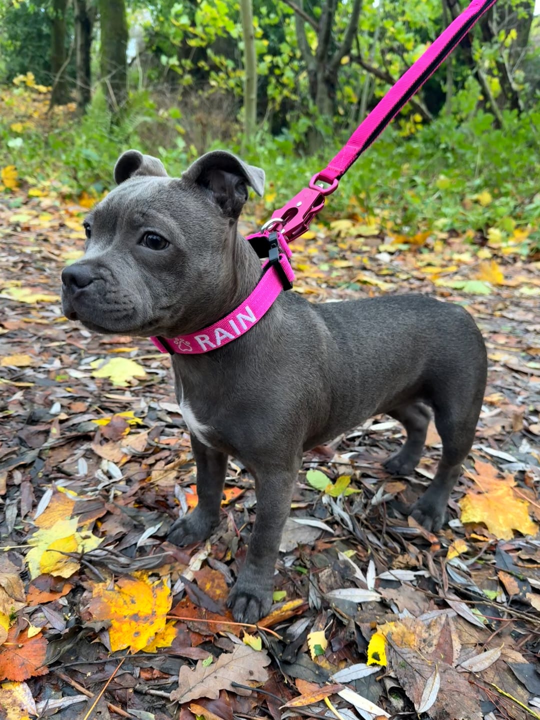 Customer photo review of 2.5cm Combat® Collar | With Handle & Rated Clip - Magenta