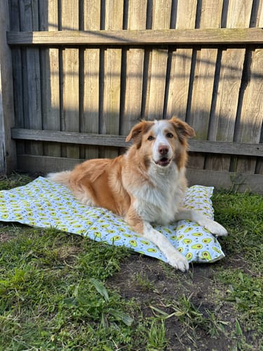 Customer photo review of Dog Summer Cooling Mat