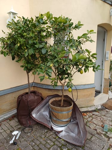 Customer photo review of Thermo Topfschutz XL für Pflanzenüberwinterung H 70 cm x Ø 65 cm