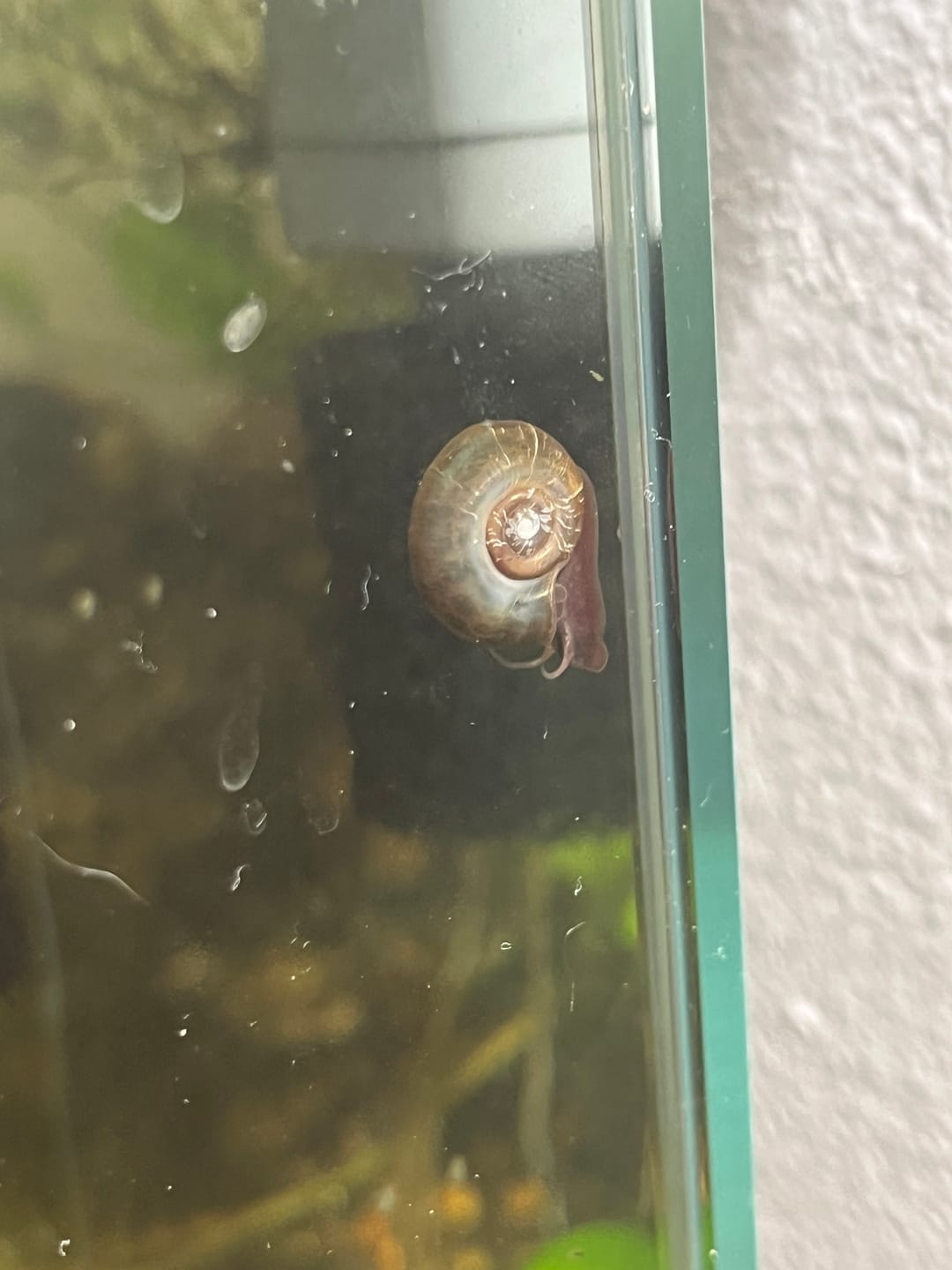 Customer photo review of RAMSHORN SNAILS (ASSORTED BLUE, PINK,GREY,GOLD)