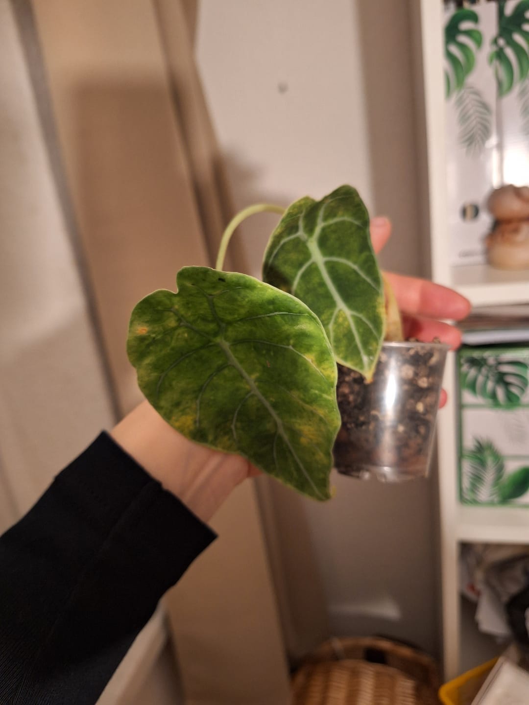 Customer photo review of ALOCASIA WATSONIANA