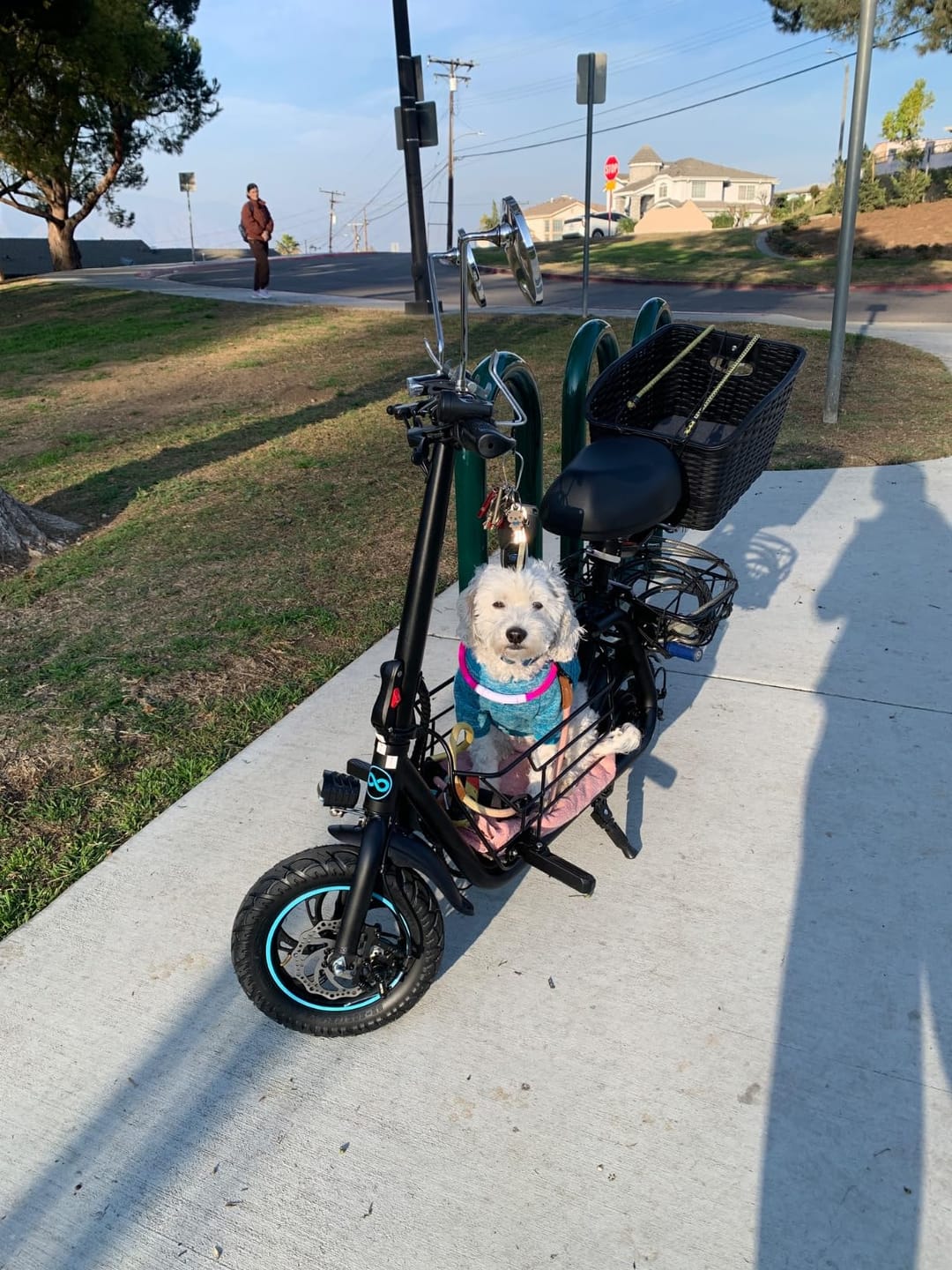 Customer photo review of Gyroor C1S Electric Scooter with seat, Removable Dual Baskets - 550W Motor(Peak 800W) and Top Speed 18.6MPH