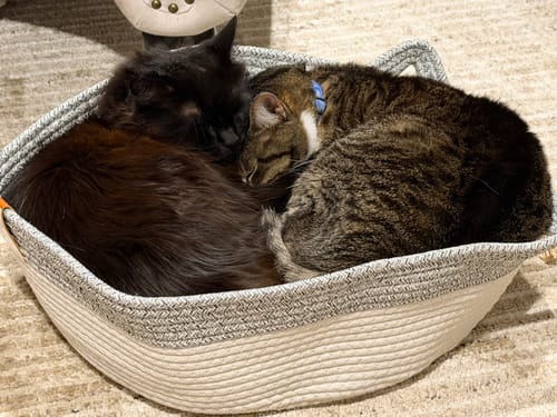 Customer photo review of Instinct Basket | Handwoven & Chemical-Free Cat Territory (Small is out of stock so we're price matching the Large Instinct Basket)