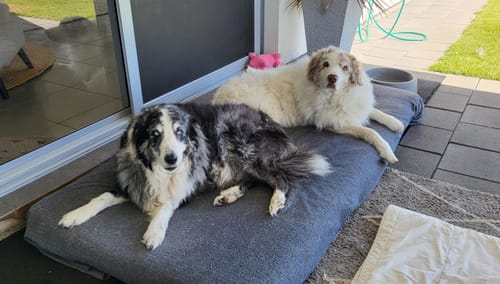 Customer photo review of Shipping Protection