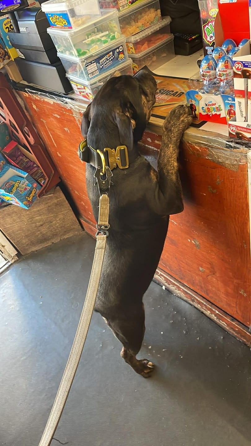 Customer photo review of 5cm Lighter Combat® Collar | With Handle Secure Clip - Black x Yellow
