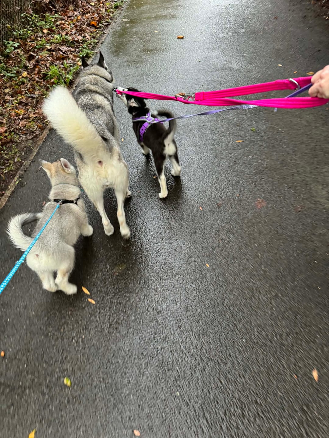 Customer photo review of Training Double Ended Dog Lead | 2m Length -  Magenta