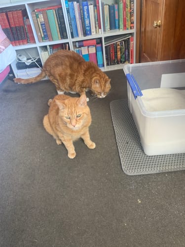 Customer photo review of Fit Litter