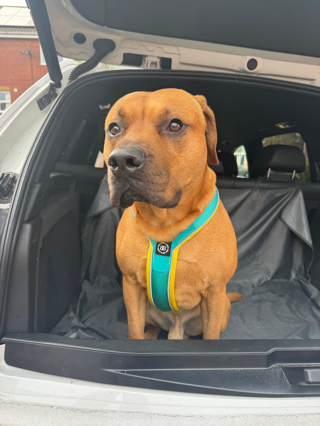 Customer photo review of Slip on Harness | Foam Padded - Turquoise x Yellow