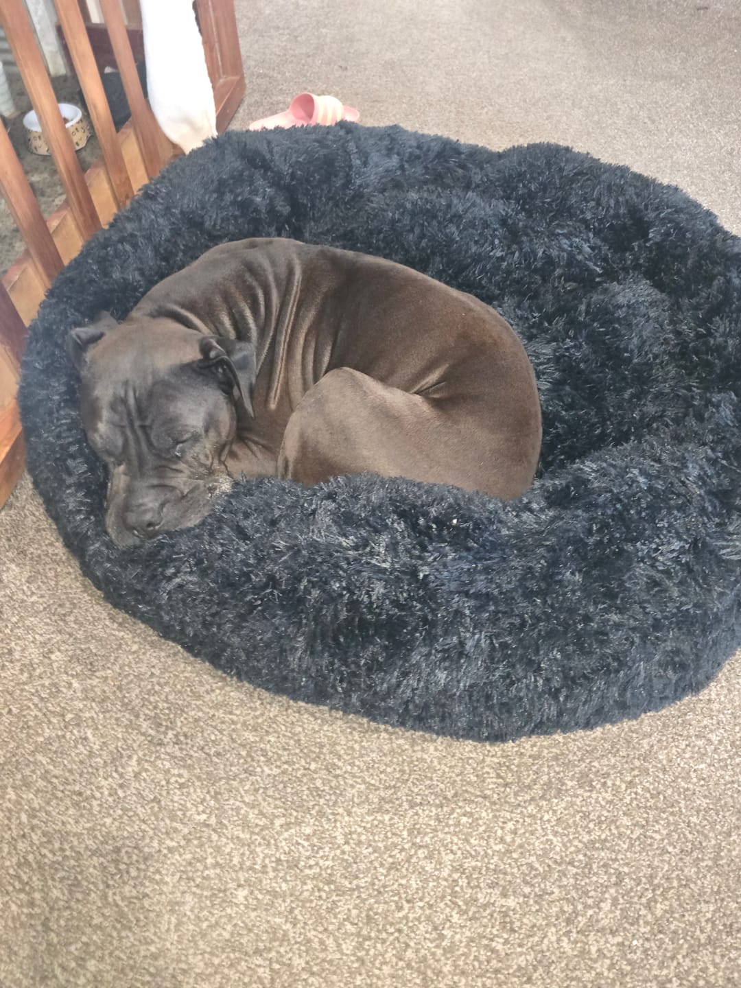Customer photo review of Brooklyn® Deep Sleep Pet Bed