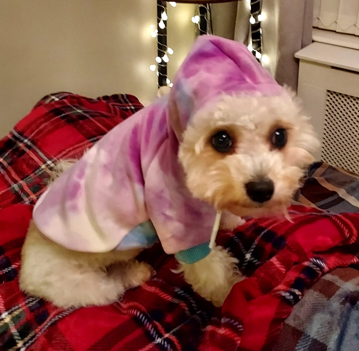 Customer photo review of Christmas Knit Dog Sweater