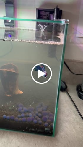 Customer video review of Multicolor Black Base Plakat Male Betta Fish | High Grade | Mystery Betta