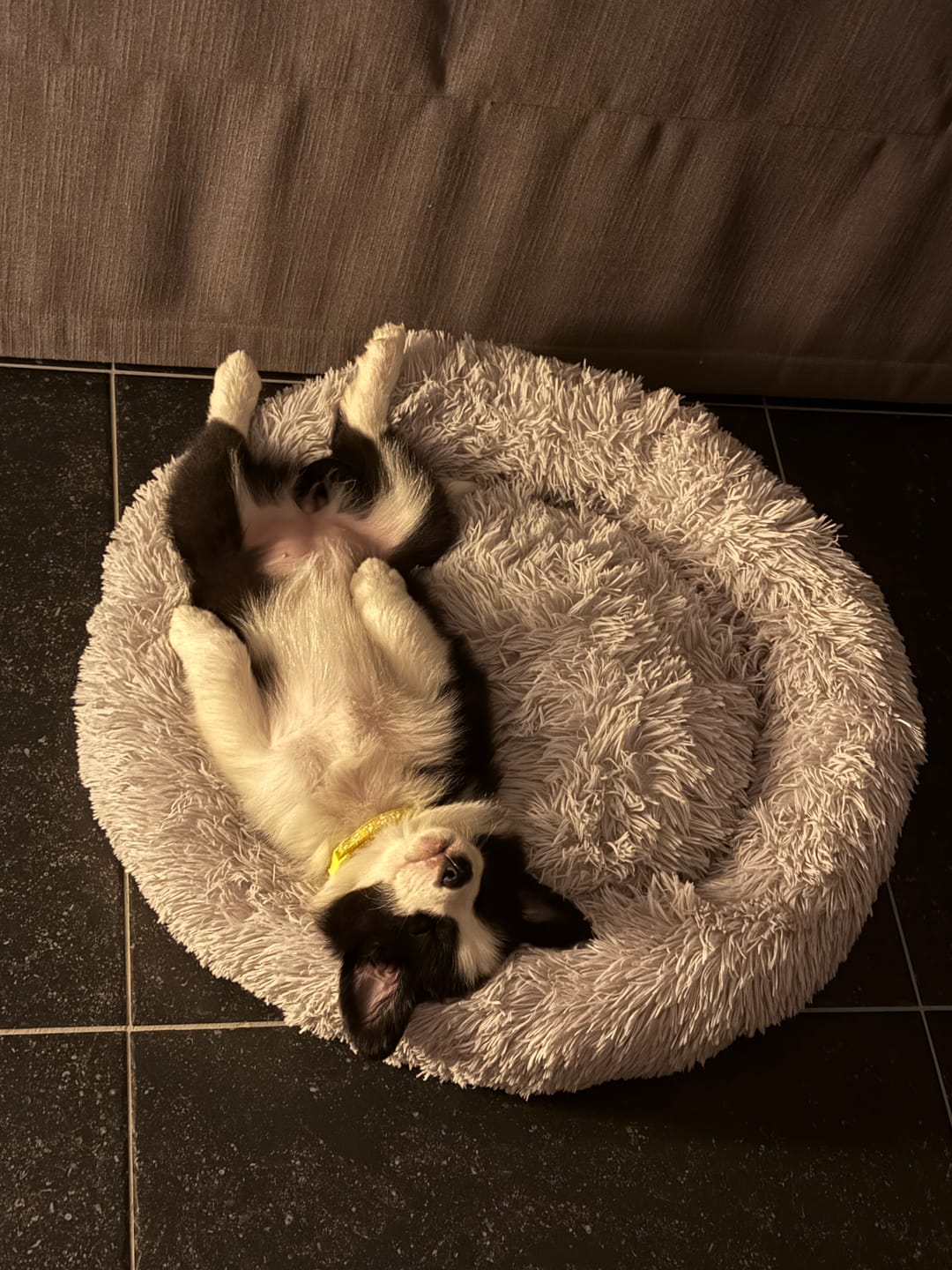 Customer photo review of Pet Perfect Fluffy Donut Hondenmand - Rond - Wasbaar