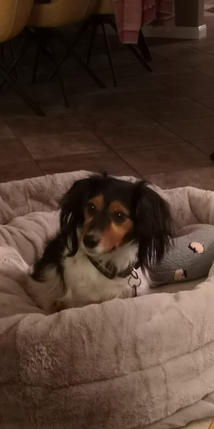Customer photo review of Orthopädischer Hundekorb "Easy"