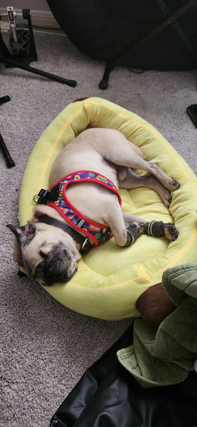 Customer photo review of WagWarmers