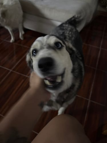 Customer photo review of Bravecto®