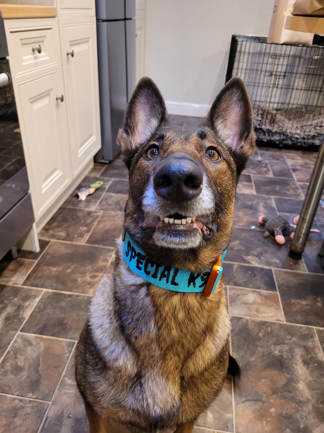 Customer photo review of 4cm LIGHTER Combat® Collar | With Handle Rated Clip - Turquoise & Orange