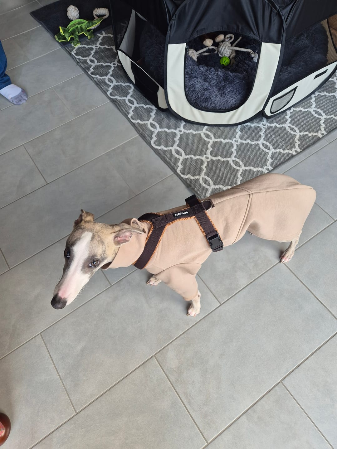 Customer photo review of Windhundgeschirr FUN "Toffee"